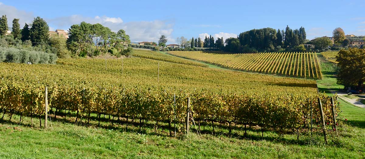 テヌータレンツィーニのすり鉢城の葡萄畑