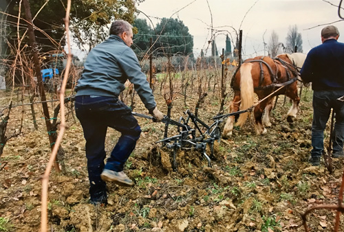 ディフィリッポのビオデナミ農法で栽培されている葡萄畑